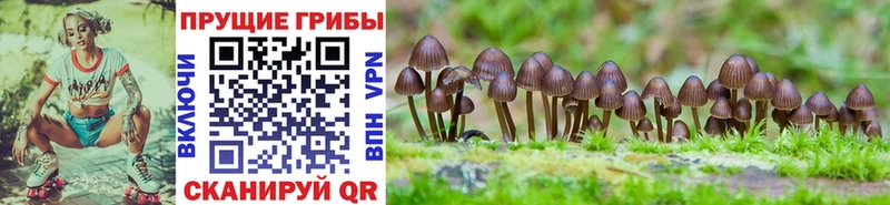 наркошоп  Спас-Деменск  Псилоцибиновые грибы мухоморы 